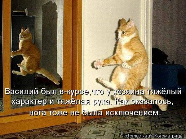 Котоматричная животинка