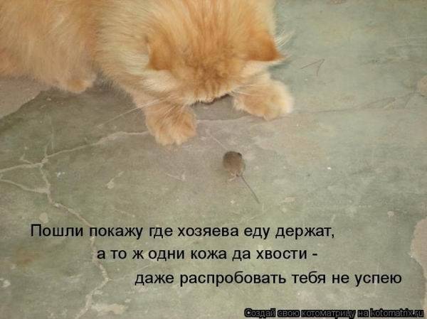 Котоматричная животинка