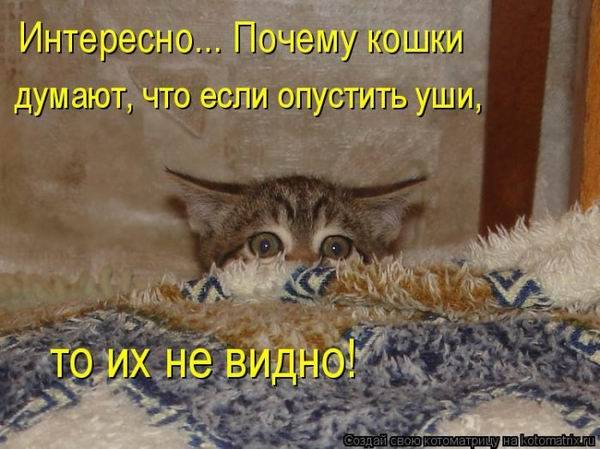 Котоматричная животинка