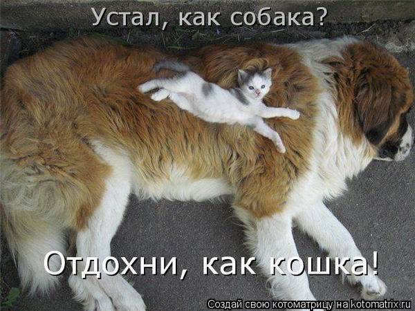 Котоматричная животинка