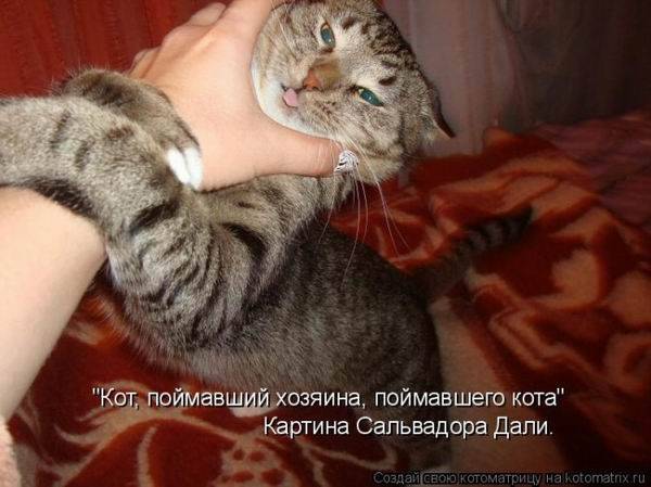 Котоматричная животинка