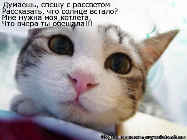 Котоматричная животинка