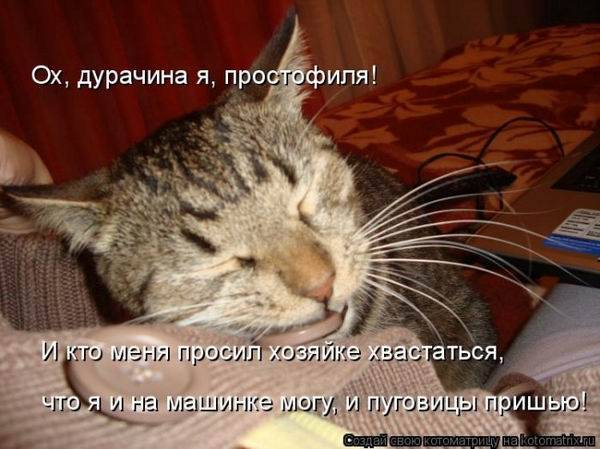 Котоматричная животинка