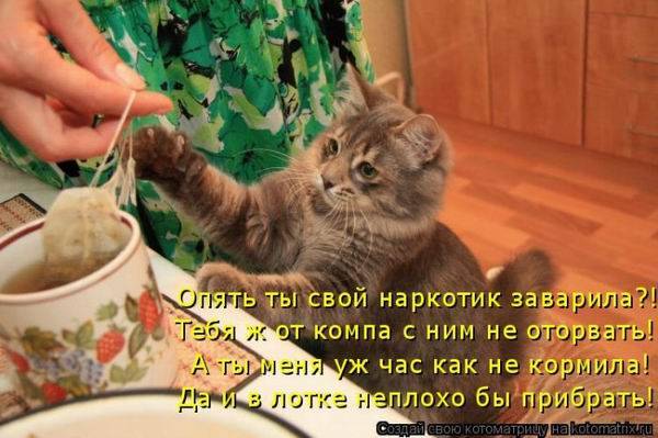 Котоматричная животинка