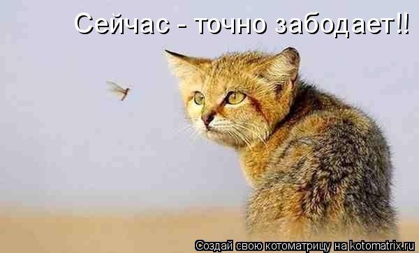 Котоматричная животинка