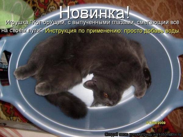 Котоматричная животинка