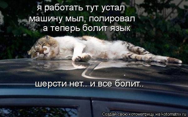 Котоматричная животинка