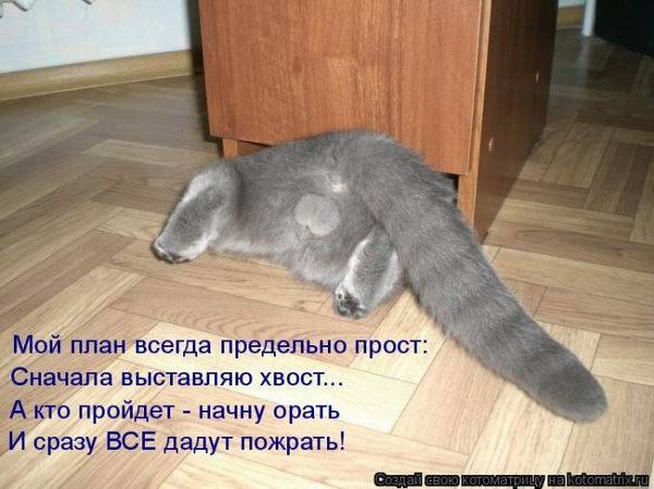 Котоматричная животинка