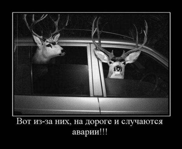 Авто-демотиваторы