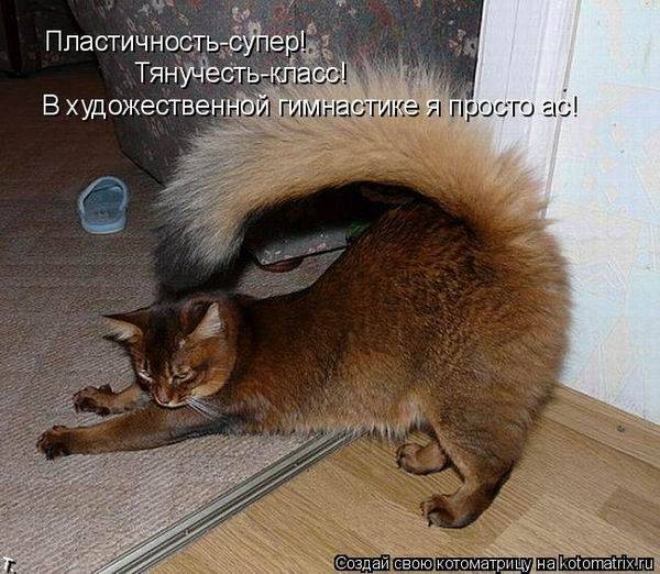 Котоматричные картинки