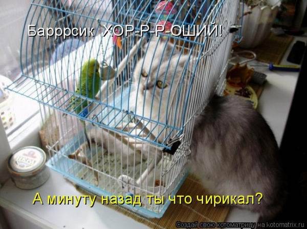 Котоматричные картинки