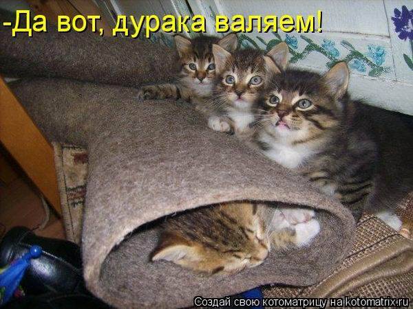 Котоматричные картинки