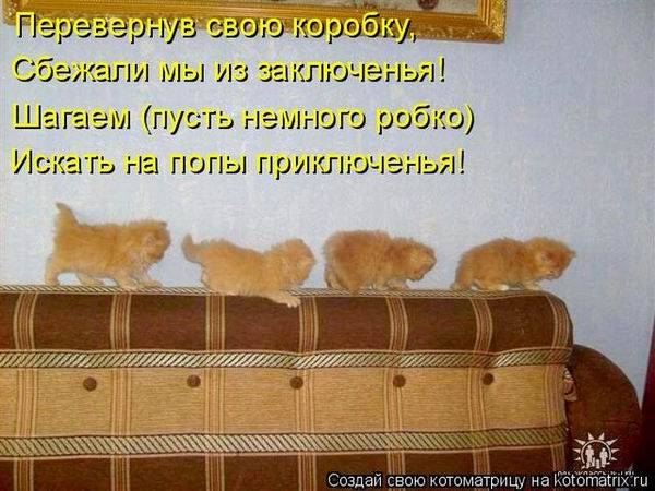 Лучшие котоматрицы недели