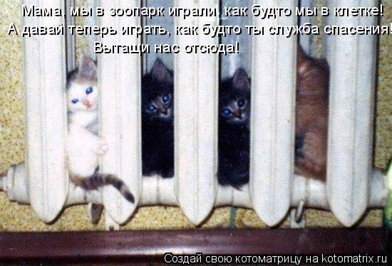 Лучшие котоматрицы недели