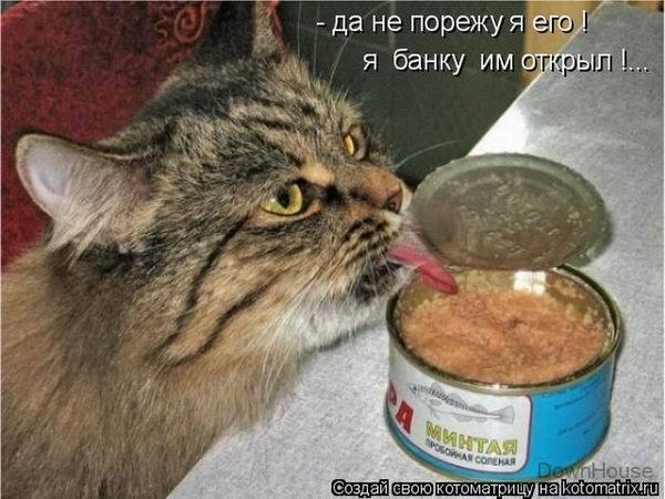 Лучшие котоматрицы недели