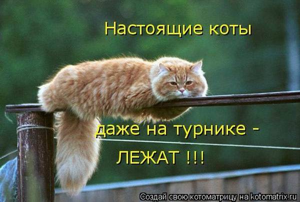 Лучшие котоматрицы недели