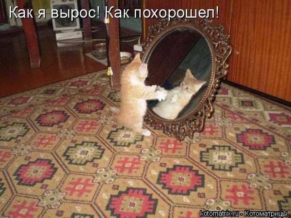 Лучшие котоматрицы недели