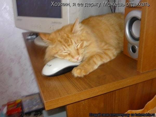 Котоматрицы