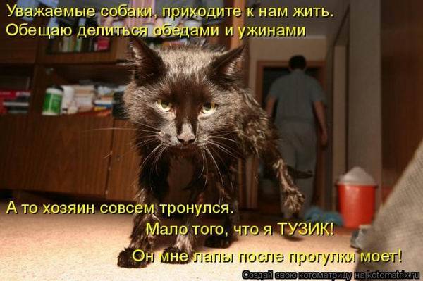 Котоматрицы