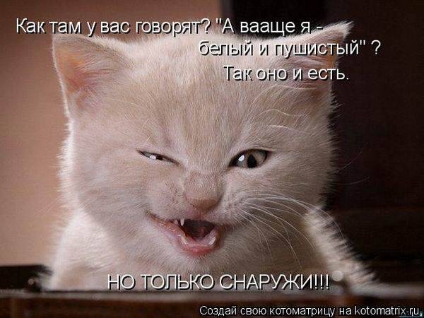 Котоматрицы