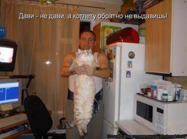 Котоматрицы