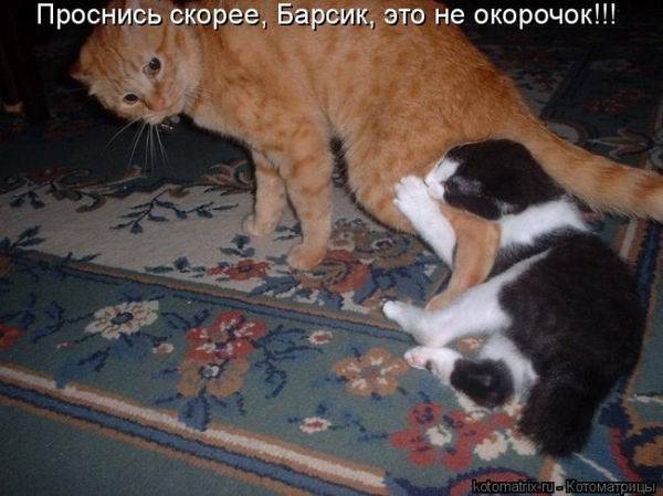 Котоматрицы