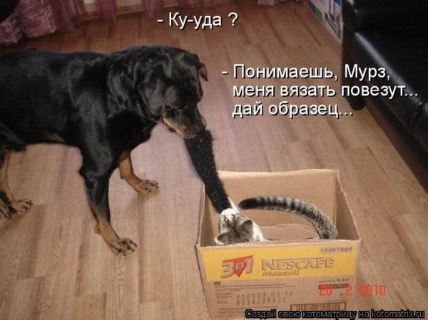 Котоматрицы