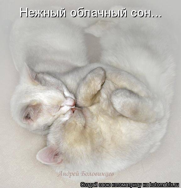 Котоматрицы