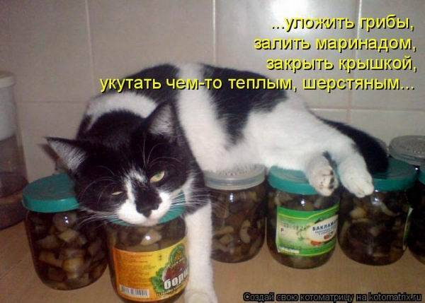 Котоматрицы