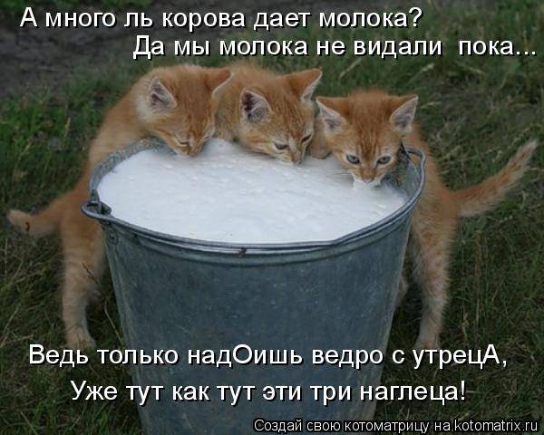 Котоматрицы