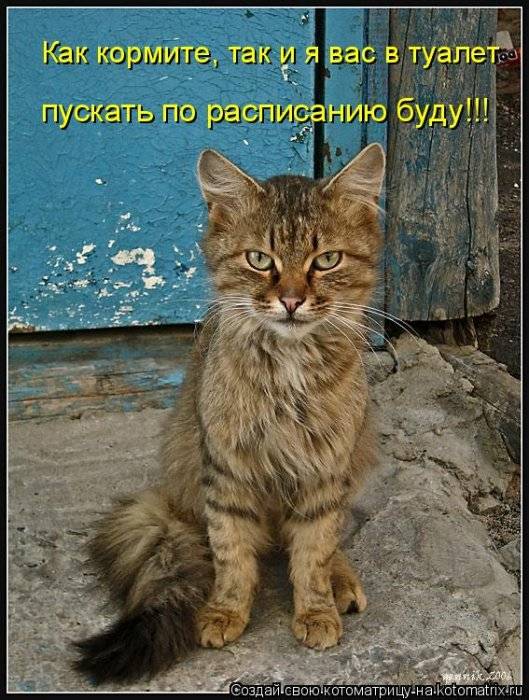 Котоматрицы