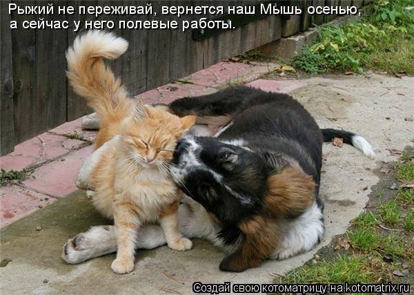 Котоматрицы