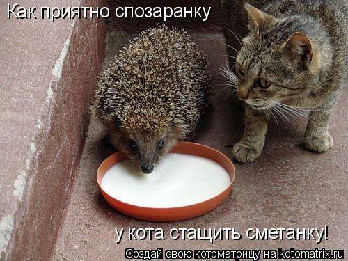 Котоматрицы