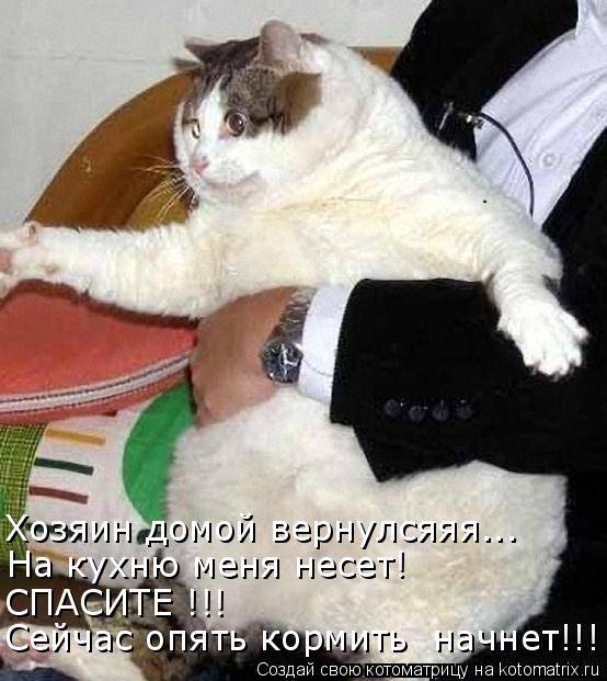 Котоматрицы