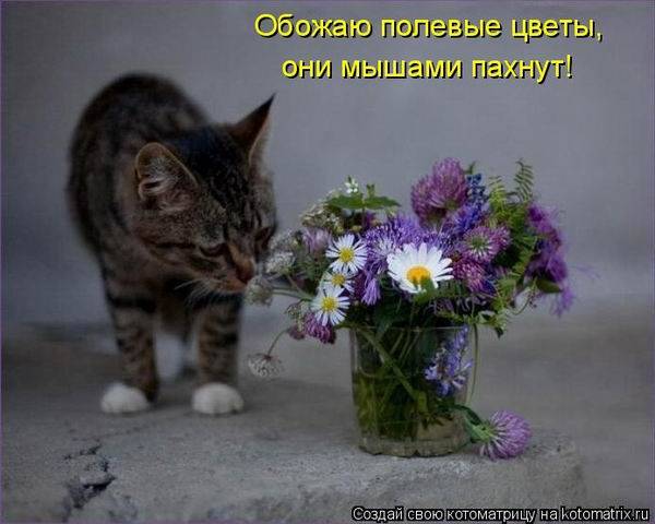 Котоматрицы