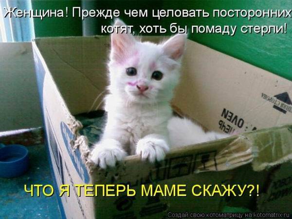 Котоматрицы