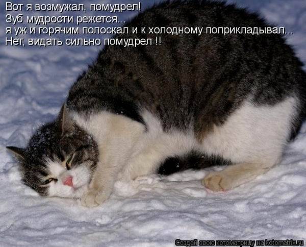 Котоматрицы