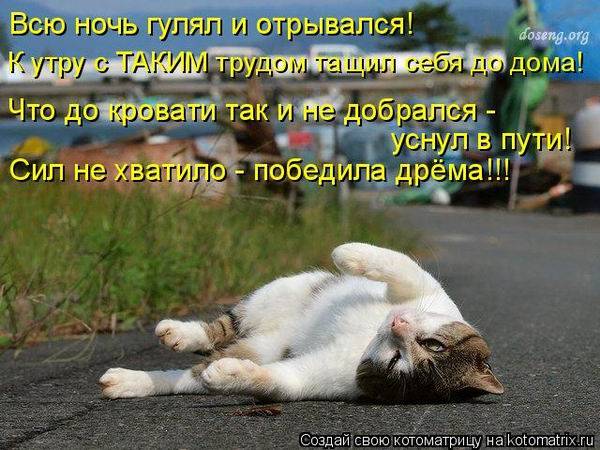 Котоматрицы