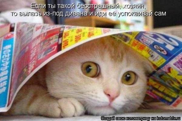 Котоматрицы