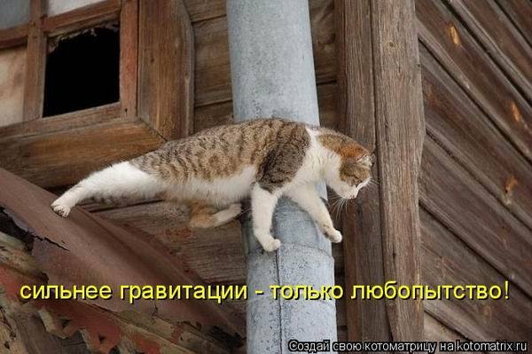 Лучшие котоматрицы недели