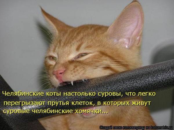 Лучшие котоматрицы недели