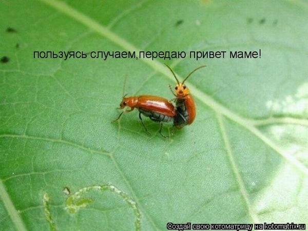 Лучшие котоматрицы недели