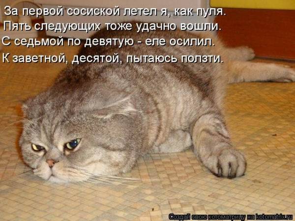 Лучшие котоматрицы недели