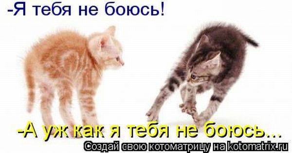 Лучшие котоматрицы недели