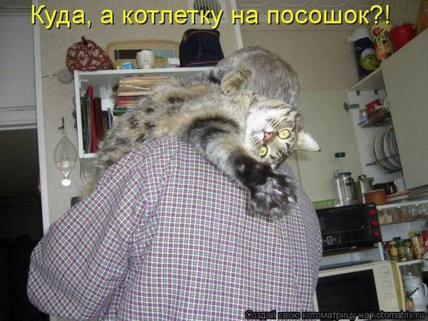 Лучшие котоматрицы недели