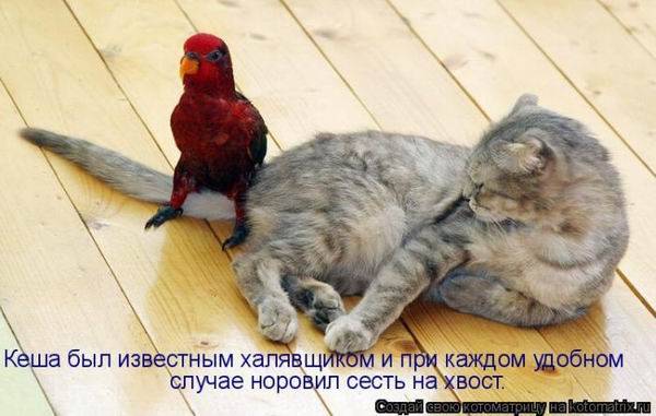 Лучшие котоматрицы недели