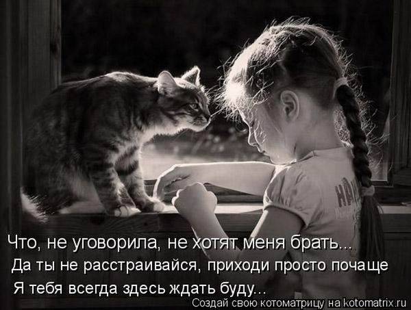 Лучшие котоматрицы недели