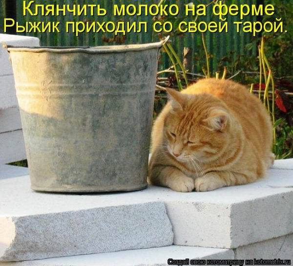 Лучшие котоматрицы недели