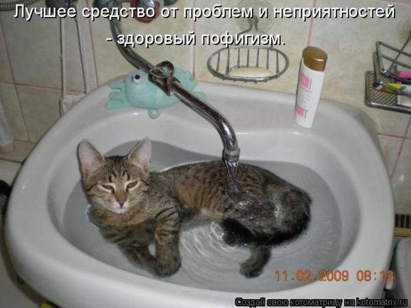 Лучшие котоматрицы недели