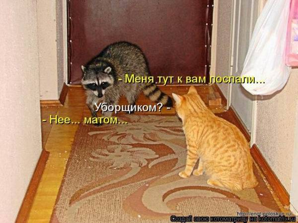 Лучшие котоматрицы недели